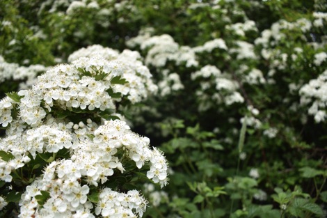 Hawthorn blossom